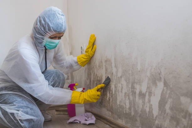 Best Mold Damage Restoration  in Essex Fells, NJ